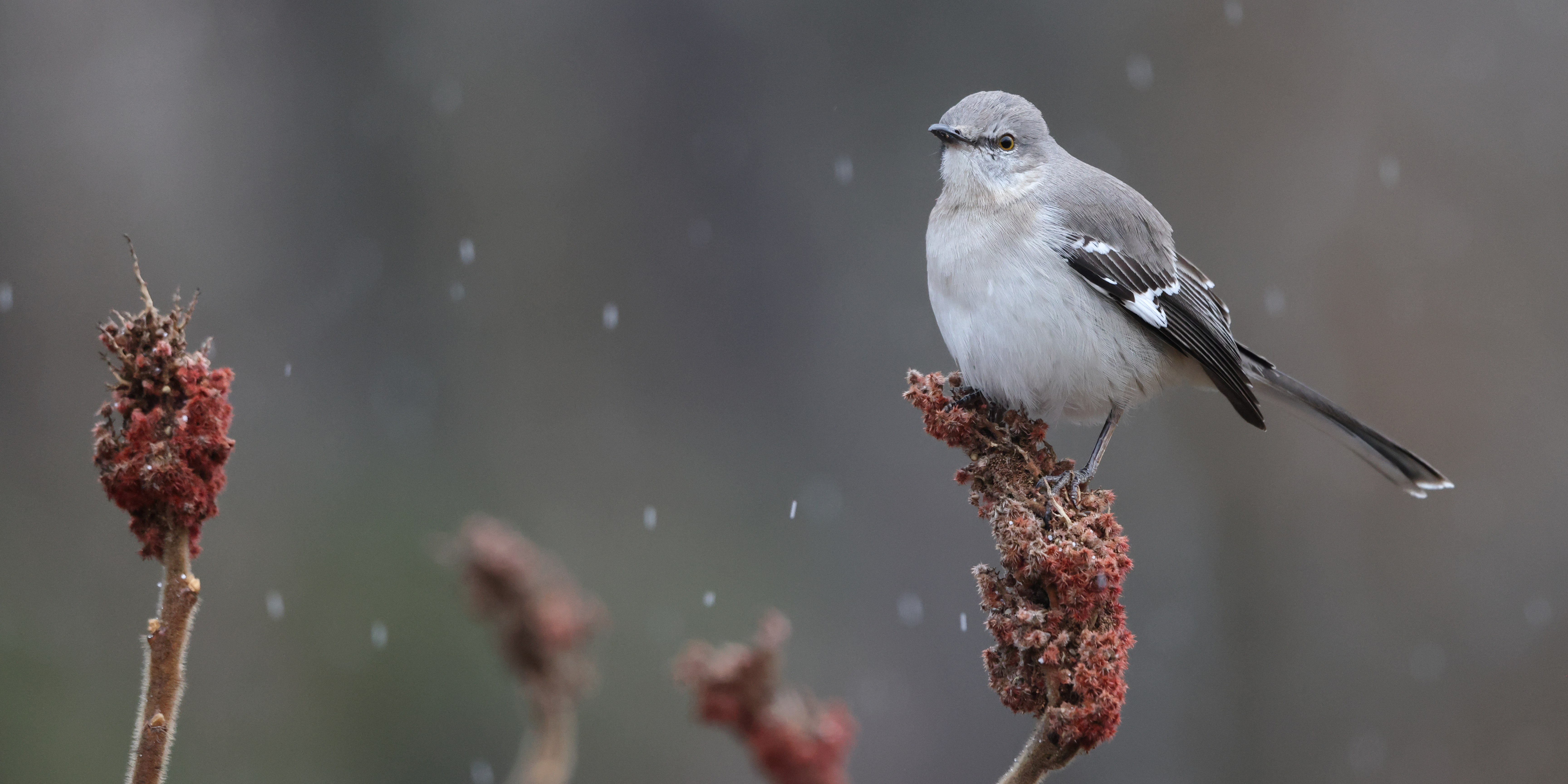 mockingbird vertaling