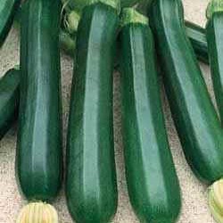 zucchini vertaling