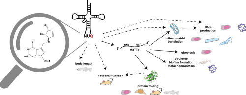 promiscuous vertaling