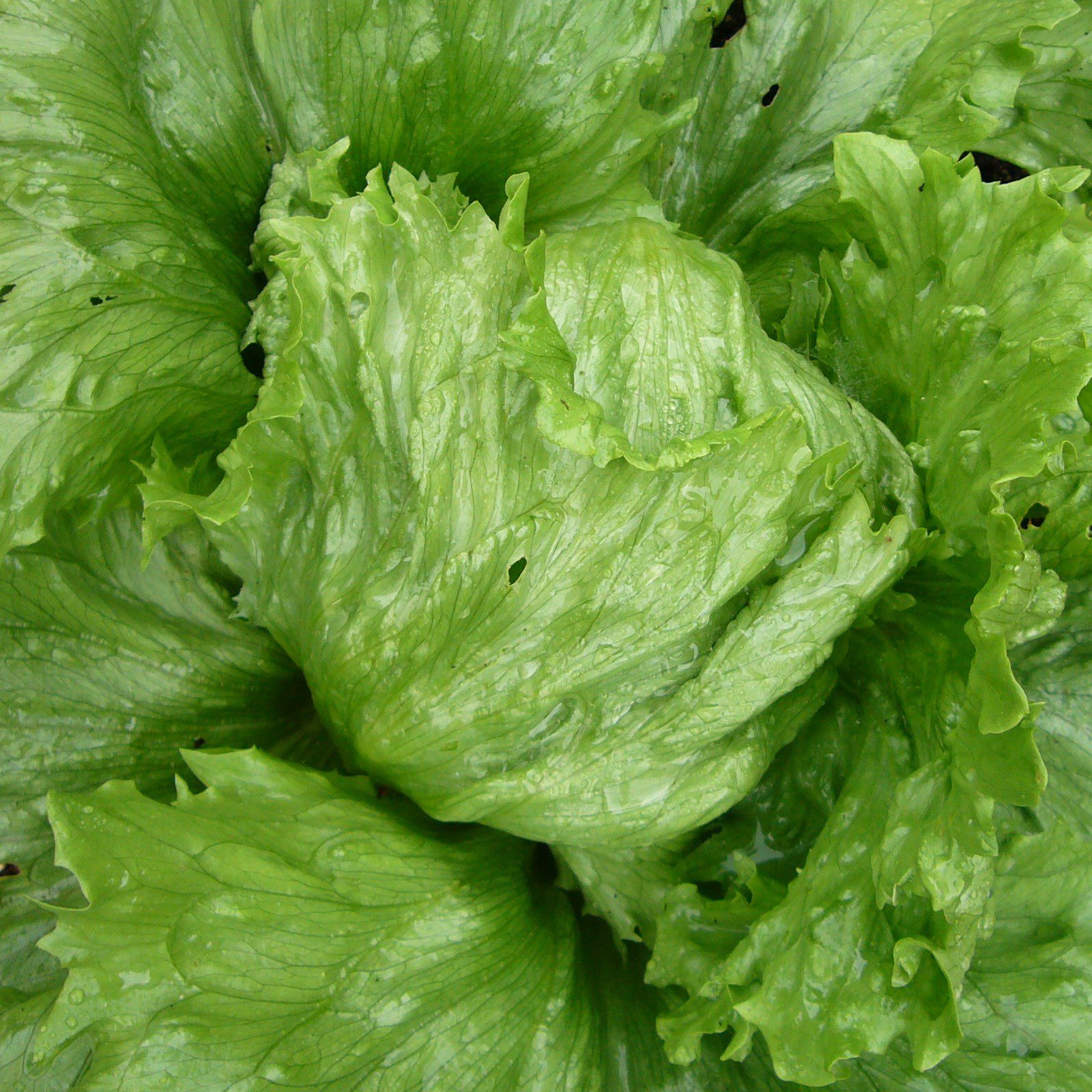lettuce vertaling