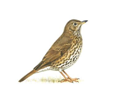 thrush vertaling