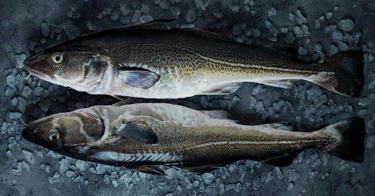 cod fish vertaling