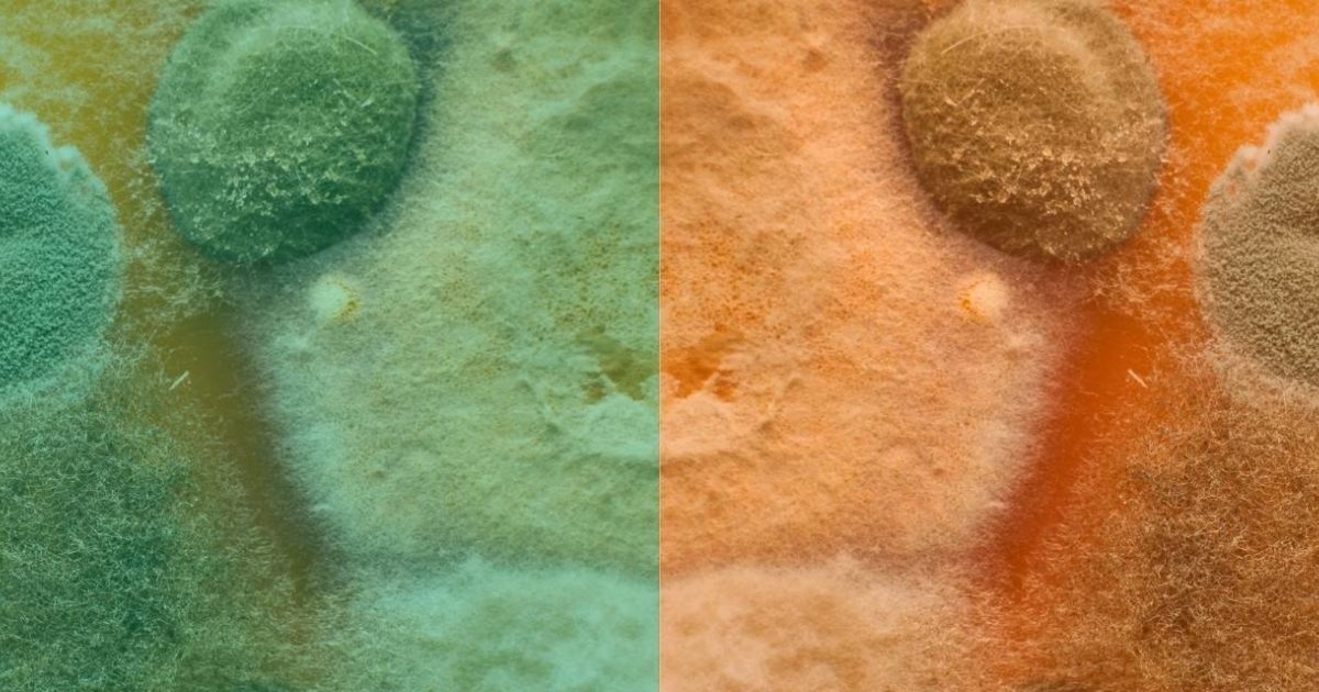 mould vertaling