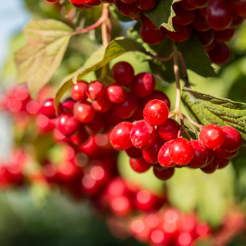 cranberry vertaling