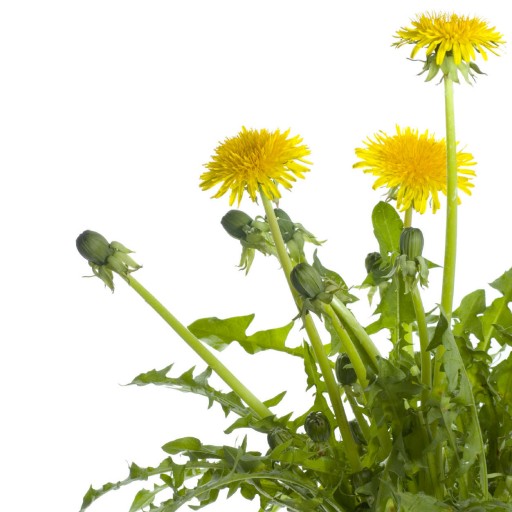 dandelion vertaling