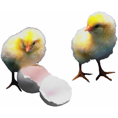 hatch vertaling
